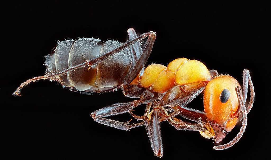 Ant Control service in Levittown, NY