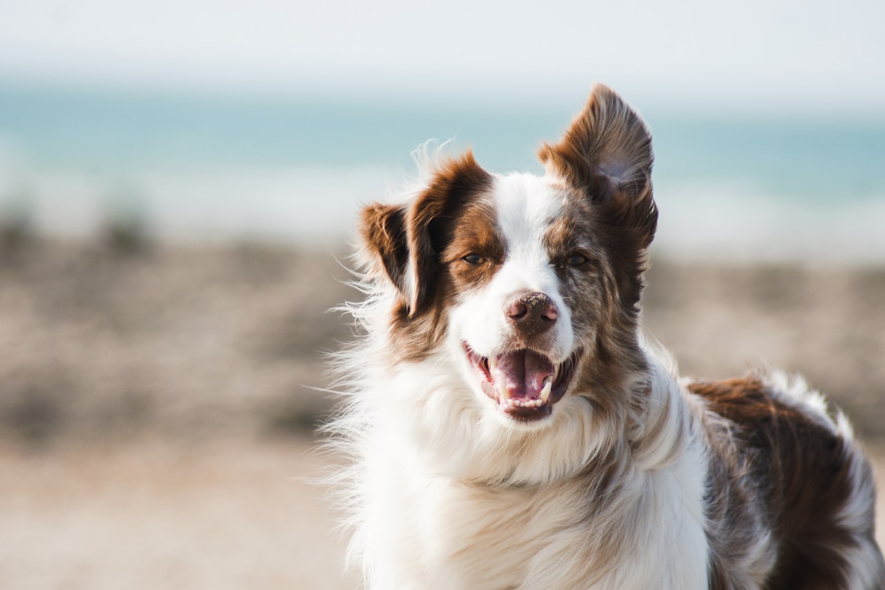 Flea & Tick Control service in Levittown, NY