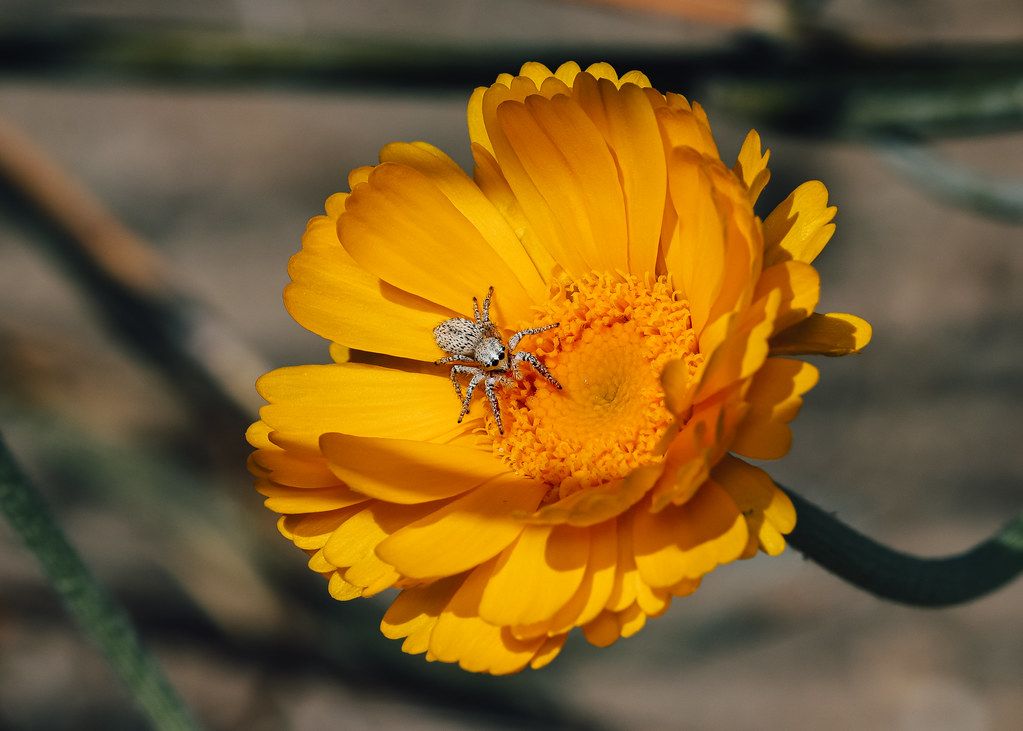 Spider Control service in Levittown, NY